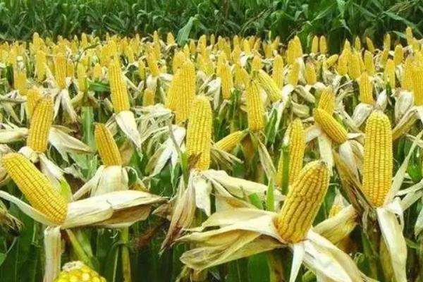 和冠33玉米种简介，5月上旬播种