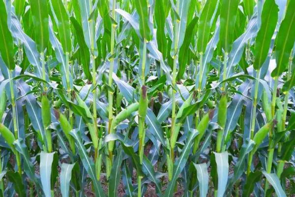 桂单907玉米品种的特性，加强田间肥水管理和病虫害防治