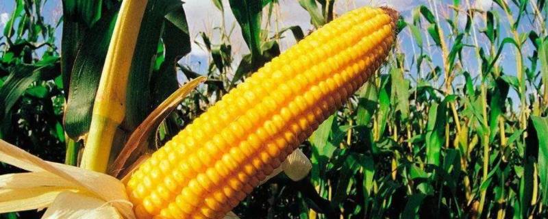 蕾玉999玉米种子特征特性，可露地平播或麦收后贴茬播种