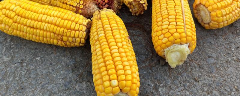 新单61玉米种子介绍，中等肥力以上地块栽培