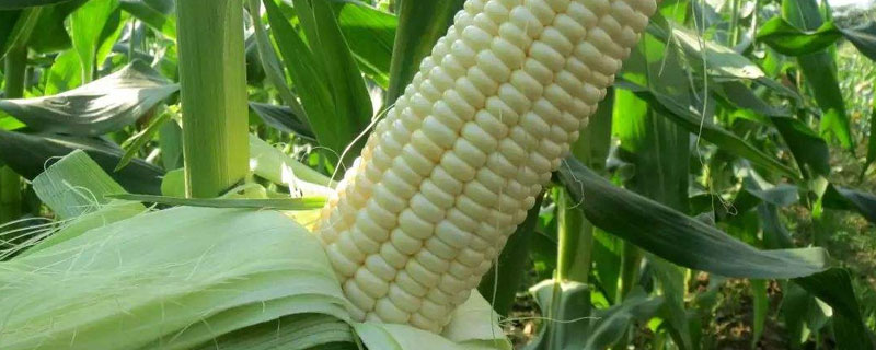 豫保122玉米种子介绍，6月上中旬播种