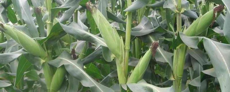 承玉88玉米种子特征特性，中抗丝黑穗病
