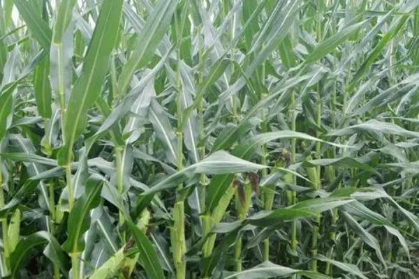 泽玉601玉米种简介，一般4月下旬至5月上旬播种
