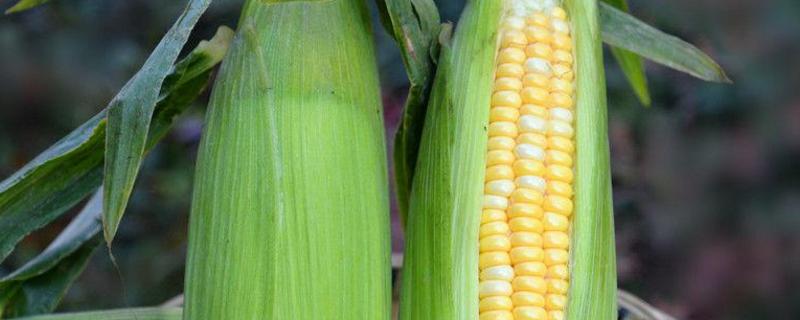 泽玉803玉米品种简介，一般4月下旬至5月上旬播种