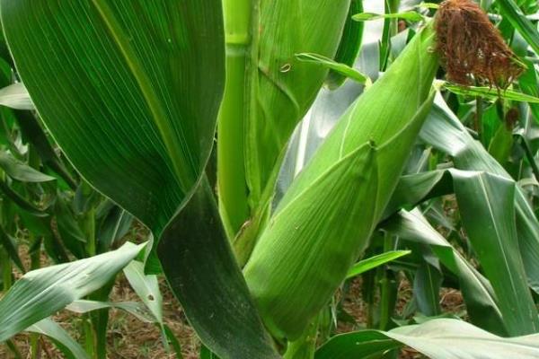 农华238玉米品种简介，中抗穗腐病