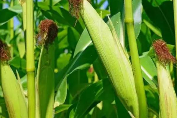 金地99玉米品种的特性，种植密度5000株/亩