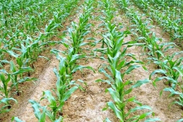 金地99玉米品种的特性，种植密度5000株/亩