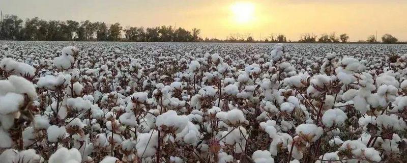 创棉509棉花品种的特性，非转基因早中熟常规棉品种