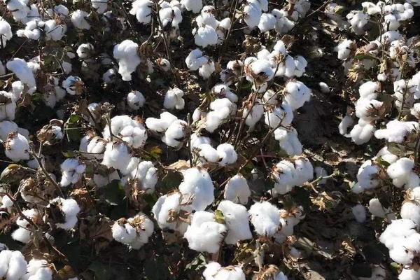 禾春洲9号棉花种子特征特性，春播生育期136天