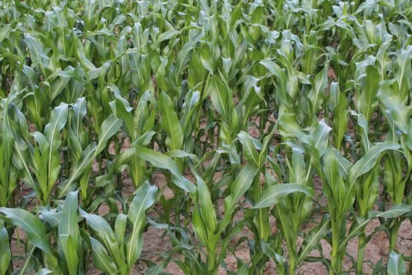 惠民207玉米种子特点，选择中等肥力以上地块种植