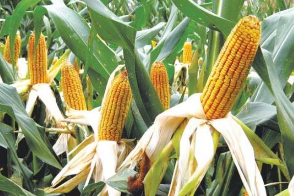 甘优650玉米品种简介，以有效防治地下害虫