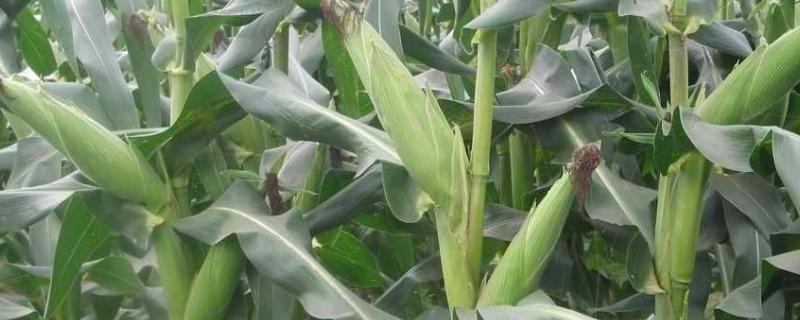 吉单31玉米品种的特性，中抗茎腐病