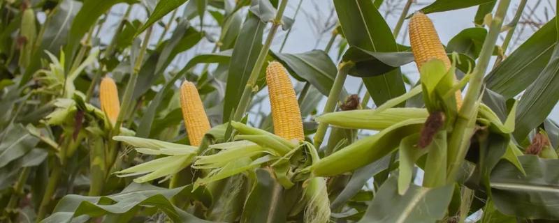 瑞福4035玉米种子特征特性