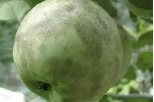 苹果煤污病的防治方式，生长郁闭的果园要做好夏剪工作