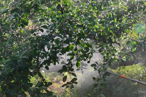 苹果煤污病的防治方式，生长郁闭的果园要做好夏剪工作