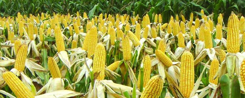 文糯102玉米品种的特性，在中上等肥力地块种植