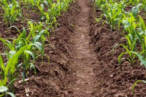 益农2038玉米种子特征特性，并每亩加施复合肥30公斤