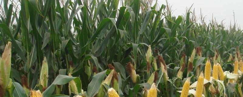 文研703玉米种子特征特性，在中上等肥力地块种植