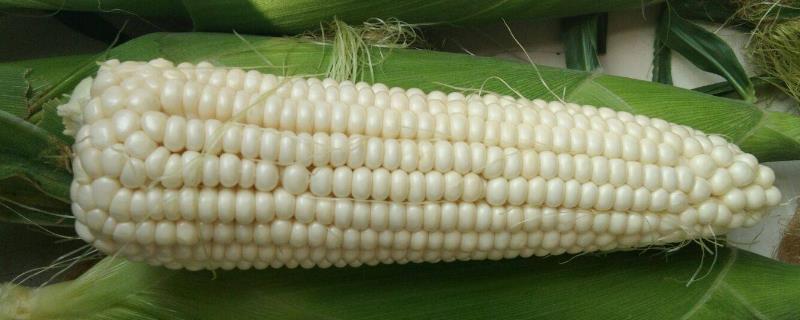 垦沃12玉米种子特点，中抗小光壳叶斑病