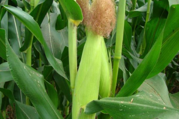 珍谷68玉米品种的特性，平均生育期130天