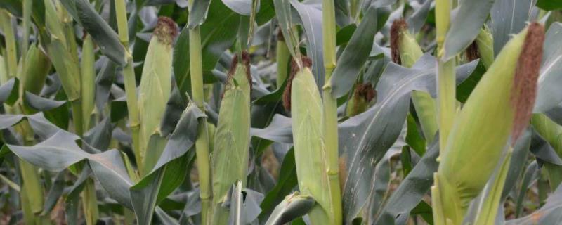 珍禾16玉米品种的特性，平均生育期117天