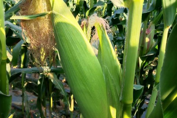 楚单16号玉米种子特征特性，种植应选择中等以上肥力地块