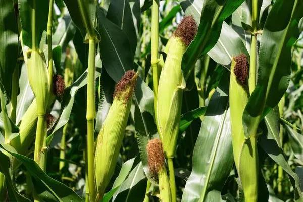 合心玉8号玉米种子特点，夏播适宜在5月中旬前播种