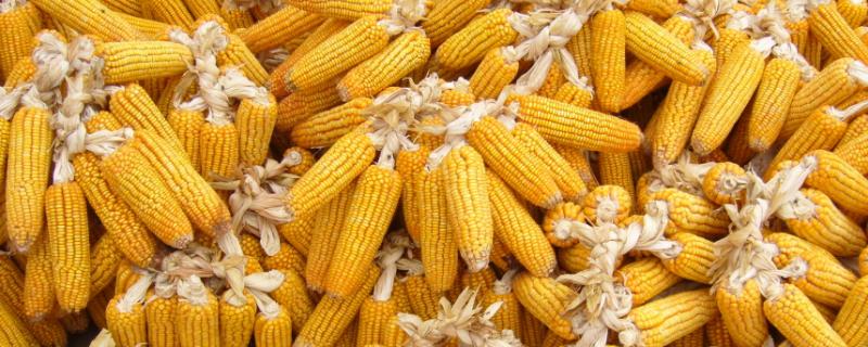 珠江27号玉米种子简介，并每亩加施复合肥25公斤