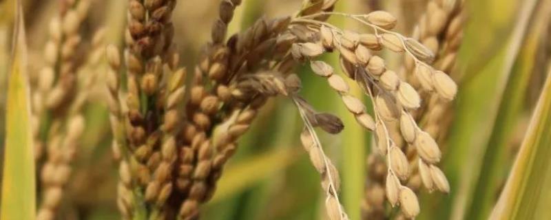 腾粳糯1号水稻种子介绍，全生育期165天