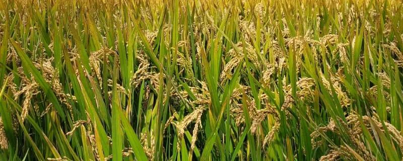 声农5号水稻种简介，秧田播种量25-30kg