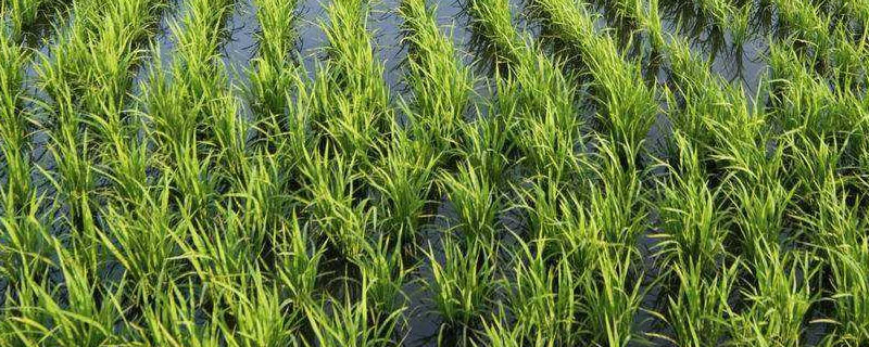 文稻26号水稻种子特点，综合防治病虫害