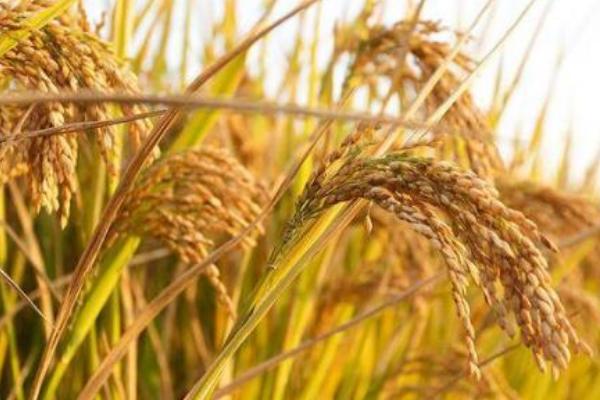 农稻518水稻种简介，适时防治病虫害