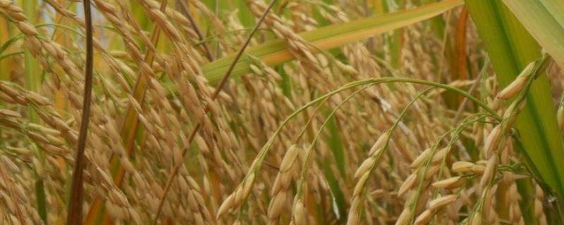 楚粳57号水稻种子特点，播种前种子消毒处理
