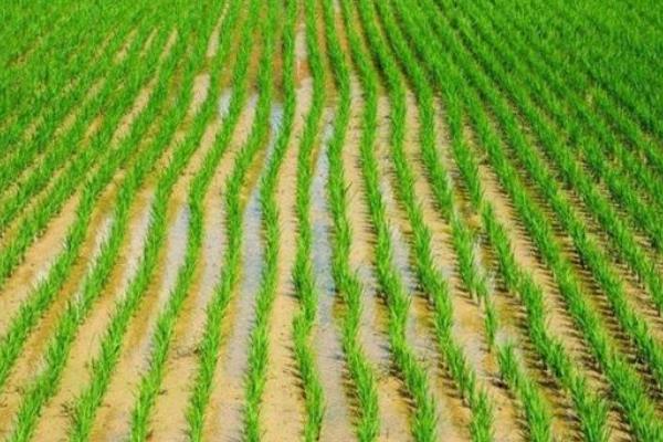 农稻518水稻种简介，适时防治病虫害