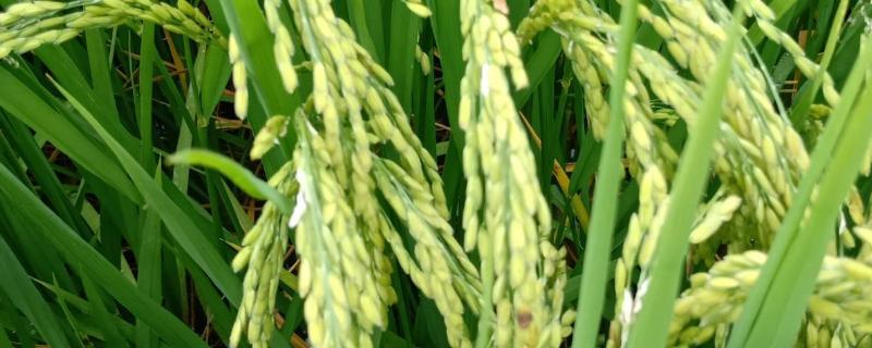 滇禾优203水稻种简介，综合防治病虫害适时收获
