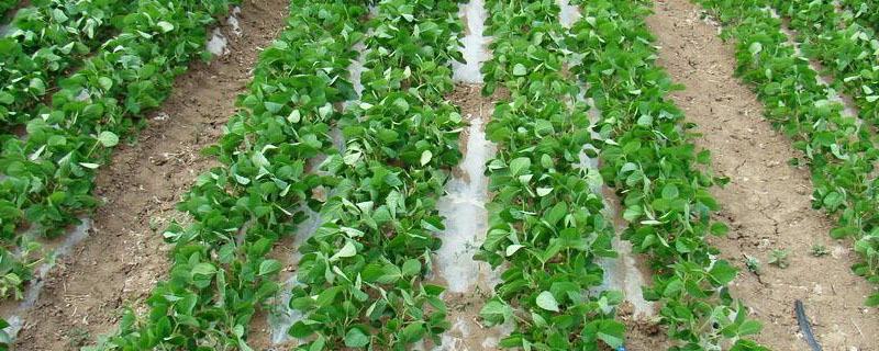 云环资大豆10号大豆种子特征特性，防治病虫害.鼠害