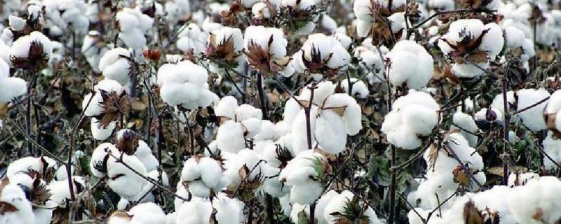 鲁棉378棉花品种的特性，春播生育期114天