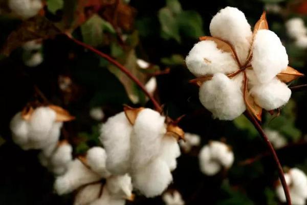 金科21棉花种子特点，非转基因早熟常规棉品种