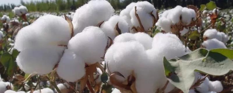 金科21棉花种子特点，非转基因早熟常规棉品种