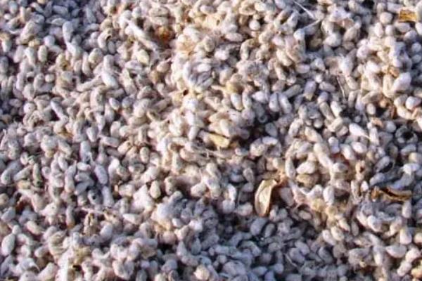 金垦1746棉花品种的特性，非转基因早熟常规棉品种