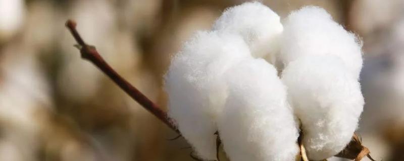 中生棉17号棉花种子特点，春播生育期137天