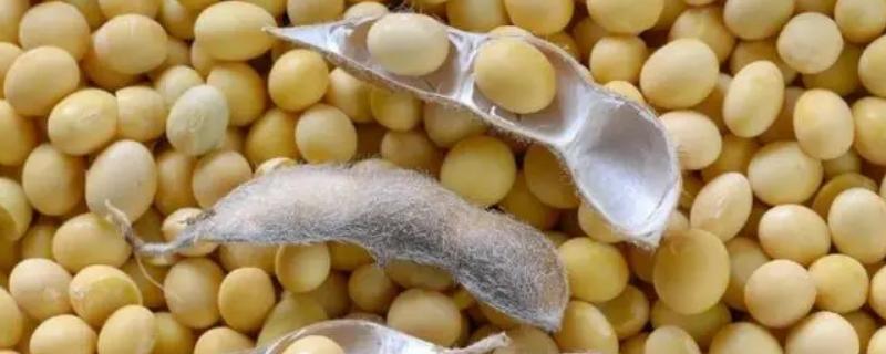 云黑豆24大豆种子特点，防止品种混杂