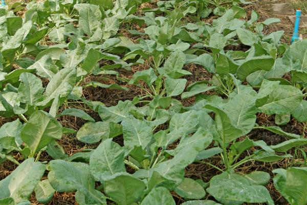 菠菜灰霉病的防治方式，可种植耐湿品种
