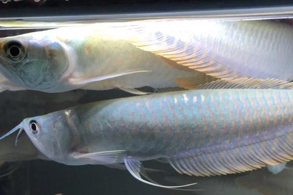 银龙鱼怎么区分公母，可以观察体型、腹部和头型等部位来区分
