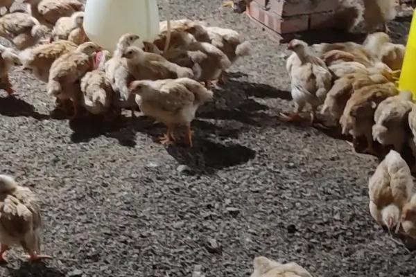 哪有一斤左右小鸡出售，当地的养殖场或者鸡苗厂均有