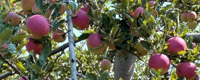 5月苹果管理技术要点，根据苹果树的开花时间合理防治病虫害