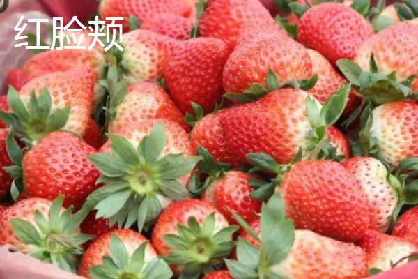 日本有哪些比较贵的草莓品种，美人姬、甘王草莓、栃木少女等品种的售价较高