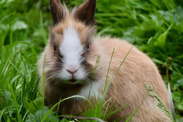 兔子口腔溃疡怎么处理，需合理调整饮食和补充维生素等