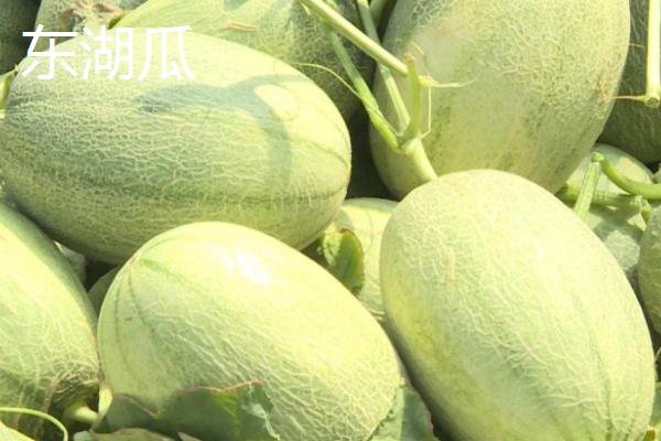 哈密瓜的产地，产地主要在新疆