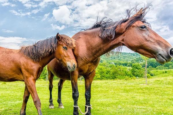 马和马如何配对，自由交配繁殖